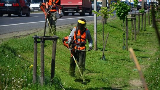 Rozpoczynają koszenie trawników na radomskich ulicach
