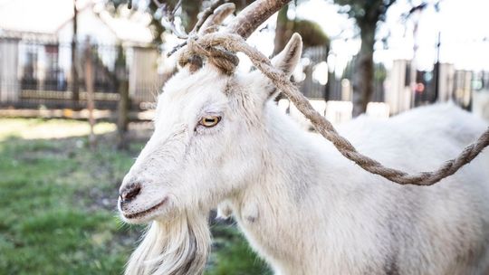 Rozpoznajesz kozę? Szukają jej właściciela