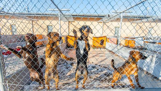 Rusza zbiórka darów dla zwierząt ze schroniska