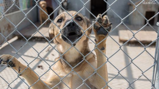 Rusza zbiórka dla radomskiego schroniska