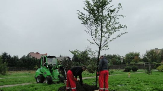 Rzadkość: wandal odkupił drzewa