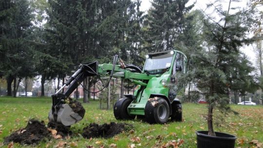 Sadzą choinki kanadyjskie i sosny czarne