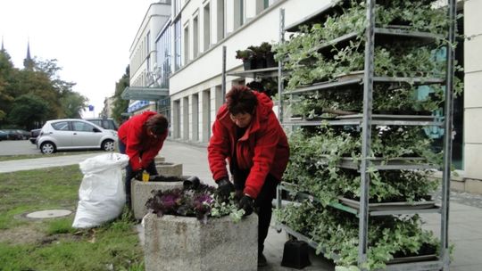 Sadzą nowe kwiaty na ulicach Radomia