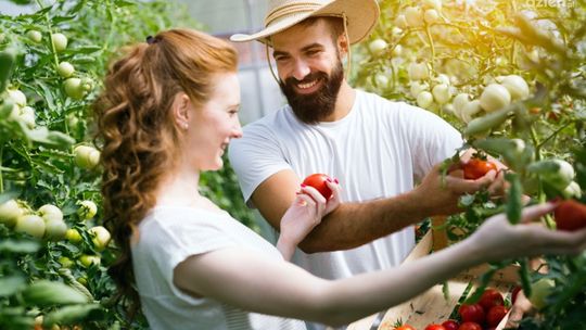 Sadzonki pomidorów, papryki i dyni. Dodaj do nich zioła i stwórz kolorowy ogród