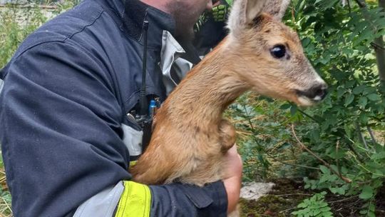 Sarenka wpadła do studni, pomogli strażacy 