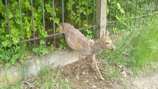 Sarna zaklinowała się w płocie. Pomogli strażacy