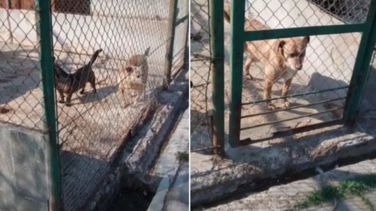 Schronisko czeka remont