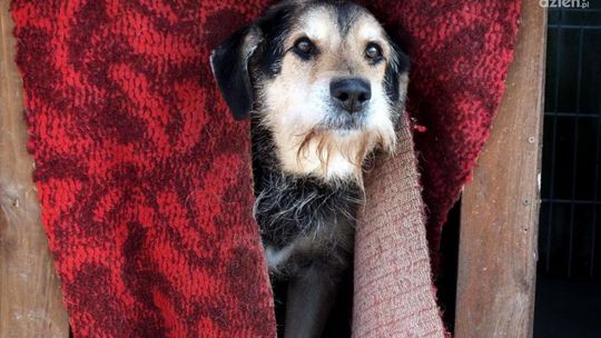 Schronisko dla zwierząt apeluje o pomoc