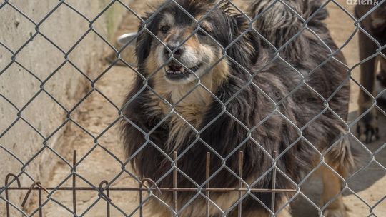 Schronisko przed świętami wstrzymuje adopcje