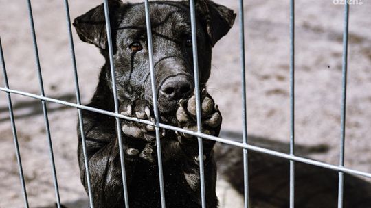 Schronisku grozi likwidacja!