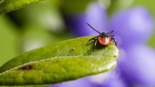 Sezon kleszczowy 2026 - kiedy się zaczyna, ile trwa, jak przygotować siebie i swojego pupila