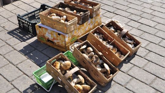 Sezon się zaczyna - pomoże grzyboznawca i... wystawa