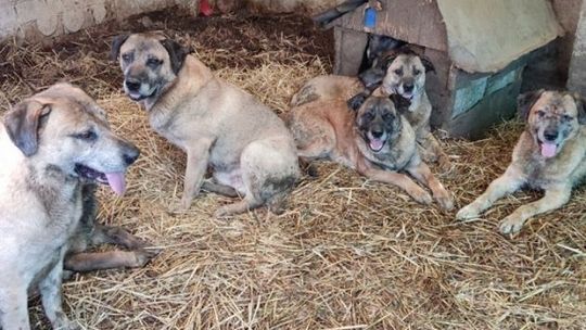 Sfora psów atakowała przechodniów Sfora psów atakowała przechodniów