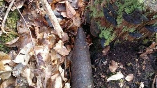 Sienno. Znaleziono pocisk z II wojny światowej