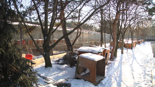 Silne mrozy wystawiają bezdomne zwierzęta na próbę. Odwiedziliśmy radomskie schronisko