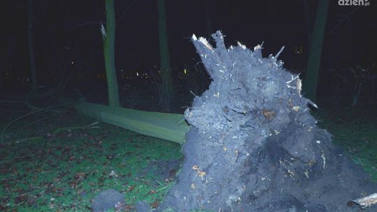 Silny wiatr przewraca drzewa (AKTUALIZACJA)