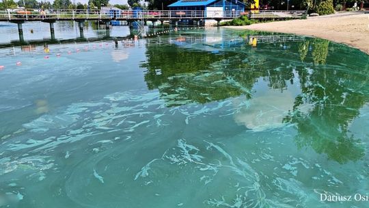 Sinice w zalewie na Borkach. Sanepid potwierdził