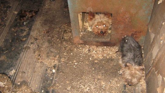 Skandaliczne warunki w pseudohodowli psów [ZDJĘCIA]