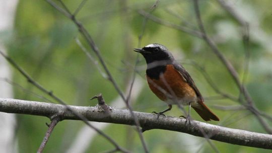 Skarby radomskiego "Bagna"