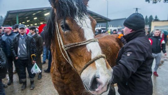 Skaryszew: Będzie metamorfoza Wstępów