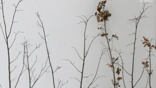 SKARYSZEW. Posegreguj śmieci, otrzymaj drzewo