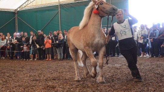 SKARYSZEW. Regionalna Wystawa Koni