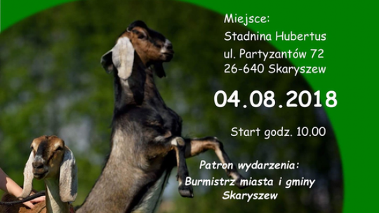 Skaryszew. Wystawa kóz anglonubijskich już w sobotę