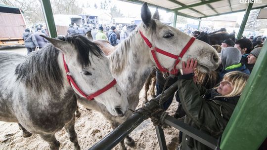 Skaryszewskie „Wstępy”. Nowy regulamin i interwencja Tary