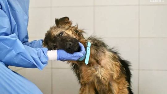 Skatowany pies. Poszukują sprawcy