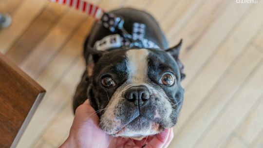 Sklep zoologiczny online – wszystko dla Twojego pupila