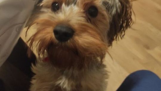 Skradziono Lusię. Zrozpaczeni właściciele proszą o pomoc