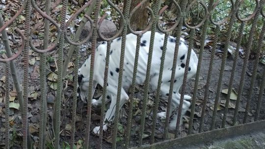 Skrajnie zaniedbany pies odebrany od właściciela
