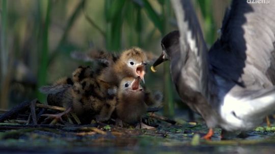 "Skrzydlate piękno" w Galerii Kina Helios