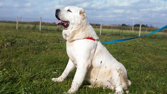 Słodkie, ale ostre. Zobacz psiaki - Owczarki środkowoazjatyckie