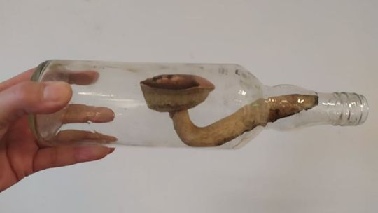 Śmieci w lasach. Grzyb niczym statek w butelce