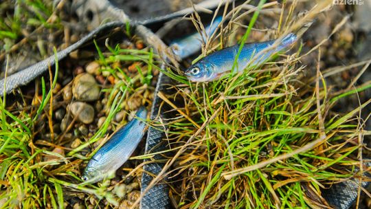 Śnięte ryby w oczku. Ktoś zatkał odpływ i dopływ