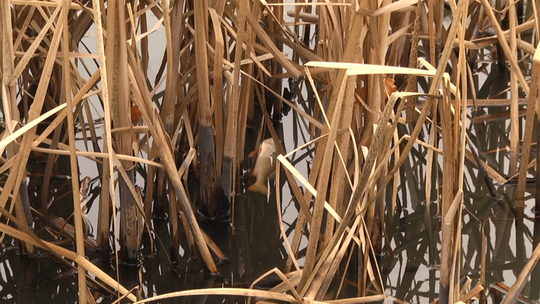 Śnięte ryby w Starym Ogrodzie