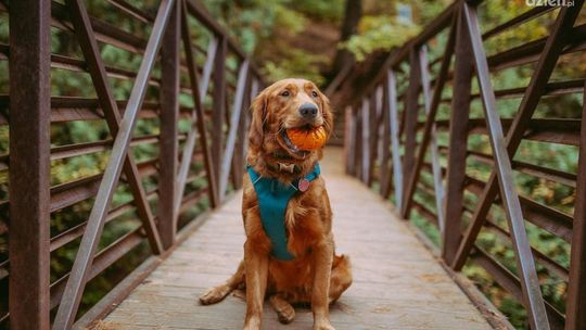 Solidne oraz ładne szelki dla psów - bezpieczeństwo i komfort na każdym spacerze