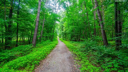 Spacerkiem po mieście: Las Kapturski