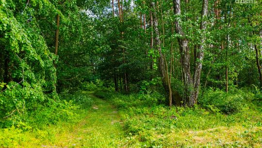 Spacerkiem po mieście: Las Kosowski