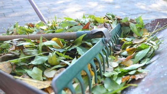 Spalasz liście na działce? Grozi za to 500 zł!