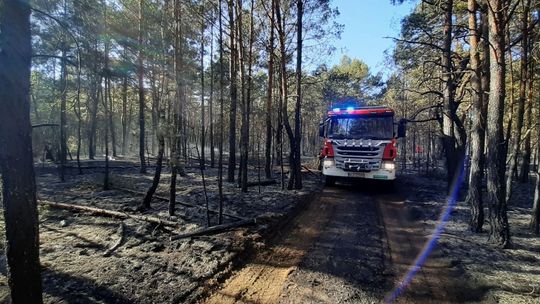 Spłonęło sześć hektarów poszycia leśnego pod Nowym Miastem nad Pilicą. W akcji samoloty gaśnicze!