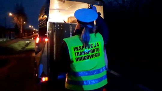 Sprawdzają jak transportują konie Sprawdzają jak transportują konie