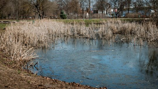 Staw w Starym Ogrodzie przypomina bajoro – twierdzą mieszkańcy Staw w Starym Ogrodzie przypomina bajoro – twierdzą mieszkańcy