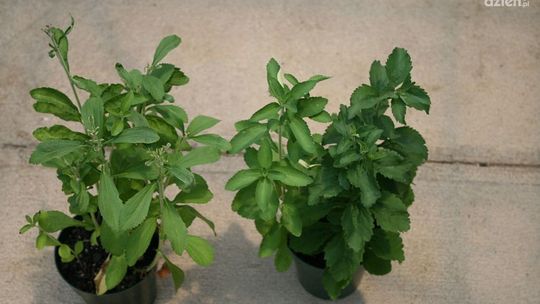 Stewia zamiast cukru - zdrowo!