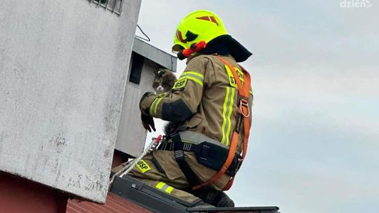 Strażacy uratowali kota