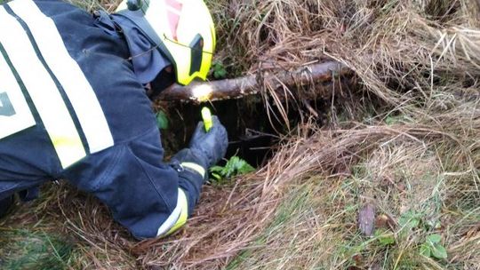 Strażacy uratowali uwięzionego w studni psa