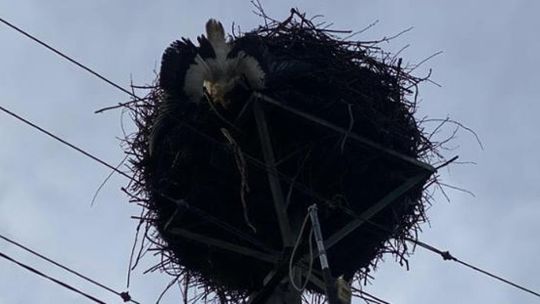 Strażacy ze Zwolenia uratowali zaplątanego bociana 