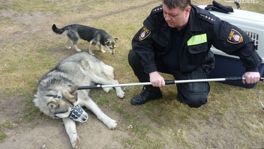 Strażnicy podsumowują interwencje ekopatrolu
