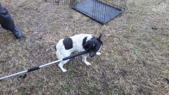 Strażnicy uratowali psa, który wpadł do studni